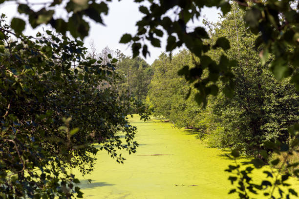 istock Swampy terrain with plants in summer 1528786758