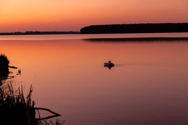 istock a calm lake and one white swan in the spring during sunset 1528787348