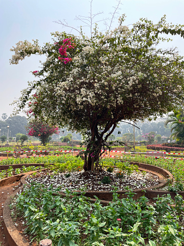 Stock photo showing raised bed in public park planted up with a white flowering bougainvillea tree.