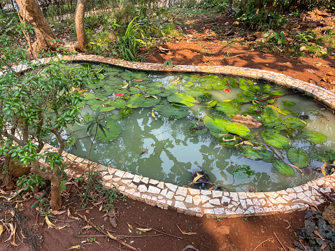 Stock photo showing close-up view of fish pond covered with water lily pads provide shade for the goldfish. The pond is surrounded by a hoggin garden path made of compacted clay, gravel and sand.