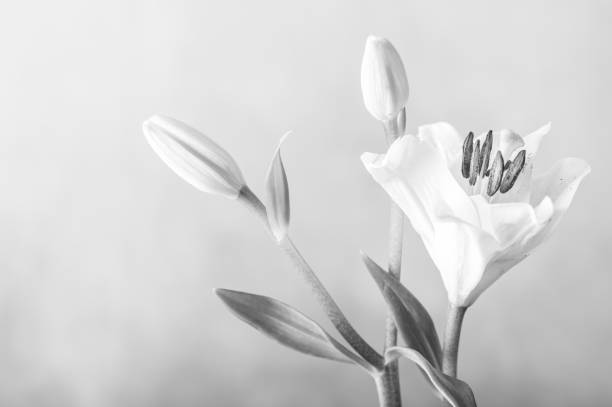 istock Enchanting Beauty Up Close 1528818115