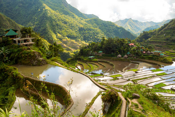 istock Flooded rice terraces in early spring, Batad, Philippines 1528832561