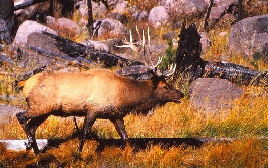 A rutting bull elk is straddling a log as he walks through the tall golden grass near a boulder strewn cliff.