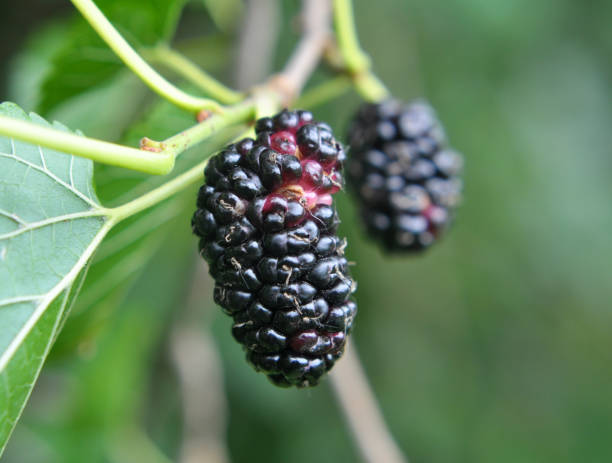 istock Black mulberry berries (Morus nigra) ripen on a tree branch 1528847672