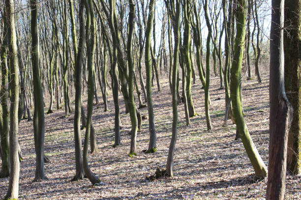 istock Hornbeam trees growing in the forest 1528848265