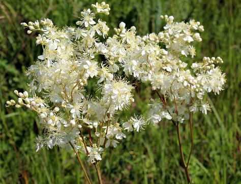 In the wild, Filipendula blooms in the meadow among the grasses