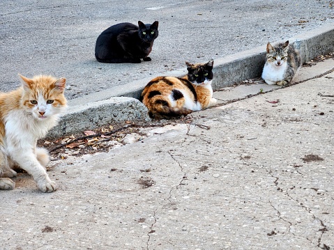 Group of stray cats on the street. Selective focus with shallow depth of field.