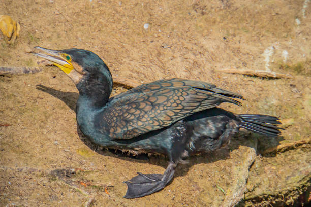 великий баклан, phalacrocorax карбо известный как великий черный баклан по всему северному полушарию - giant perch стоковые фото и изображения