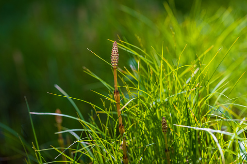 Equisetum sylvaticum - the first spring flowers of horsetail growing in a forest meadow with a beautiful green bokeh