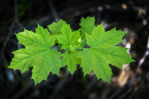 エイサー - 森の中で成長している若い、緑の、カエデの葉。 - sugar maple ストックフォトと画像