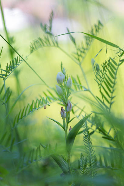 cephalanthera damasonium – дикорастущая орхидея с мелкими белыми цветками, растущая на лугу. - long leaved helleborine стоковые фото и изображения