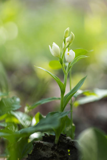 cephalanthera damasonium - una orquídea silvestre con pequeñas flores blancas que crecen en un prado. - long leaved helleborine fotograf�ías e imágenes de stock