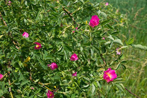 Dark pink rosehip flower close-up. Flowering rosehip bush medicinal.