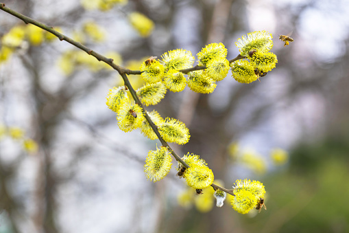 Yellow flowers Spring Salix Caprea - twigs full of reunious flowers around which bees fly. Spring messengers.
