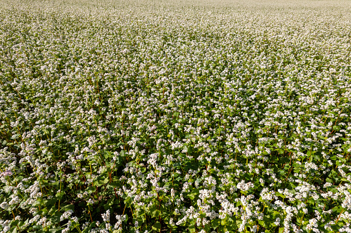 Buckwheat field on a sunny morning. Large fields in the morning sun, near the forest. Buckwheat honey, hives and bees producing buckwheat honey.