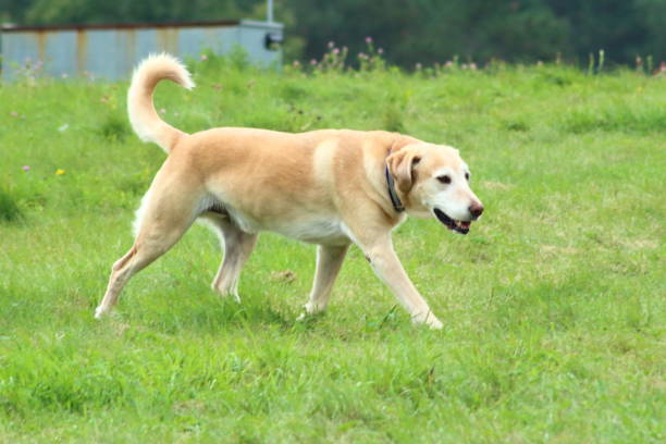 istock Old yellow labrador retriever walking in a field 1528969832