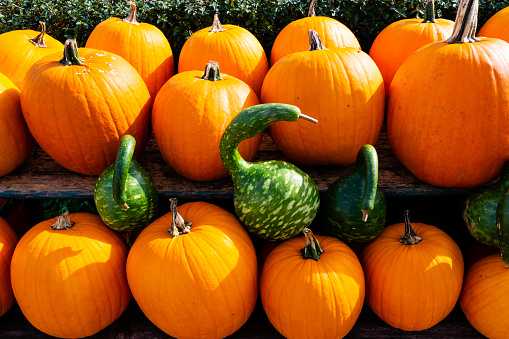close-up of ripe orange pumpkins decorated with green long pumpkins on the sunny day at the farm market. Autumn harvest at the countryside.