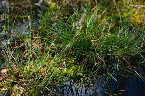 Marsh at the Sacramento National Wildlife Refuge featuring grasses and aquactic plants. The SNWR Complex is located in northern California, in the valley of the Sacramento River