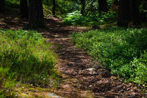 Waynesboro, United States - May 22, 2015: Information for hikers entering the Appalachian Trail in Shenandoah National Park helps minimize the impact of hikers in this crowded park space