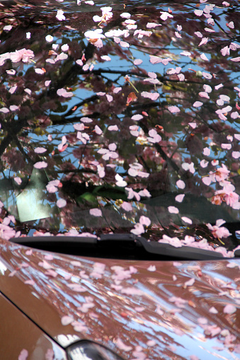 Cherry blossoms petals on a car windscreen