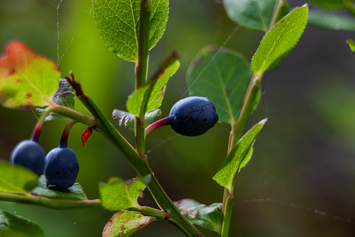 Ripe blueberries in the woodland at autumn