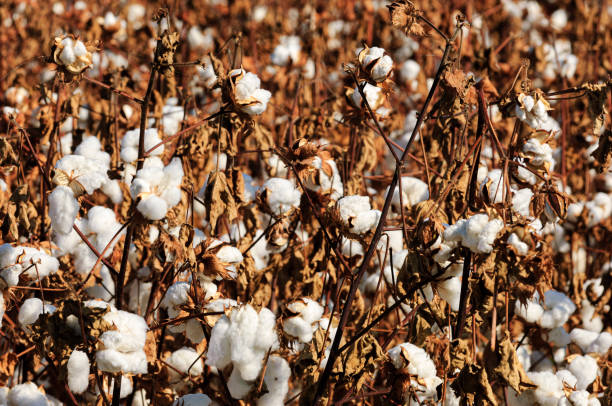 istock Close-up of Cotton Bolls Ready for Harvest 1529101932