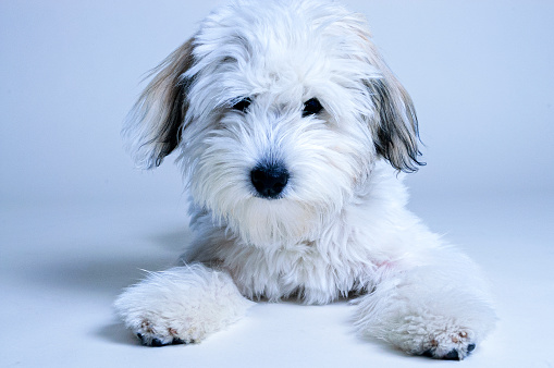 Close-up of cute white puppy, posing on white seamless background.