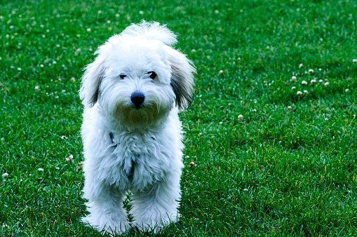 Close-up of small white puppy dog playing in grassy area.