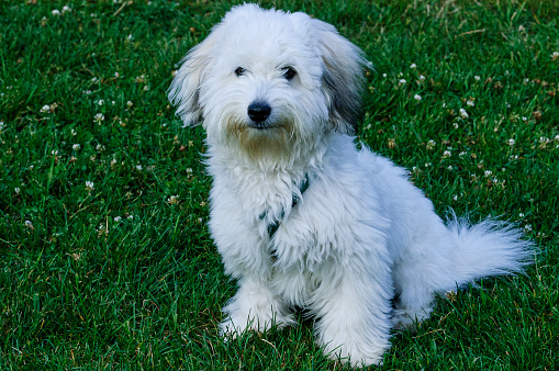 Close-up of small white puppy dog playing in grassy area.