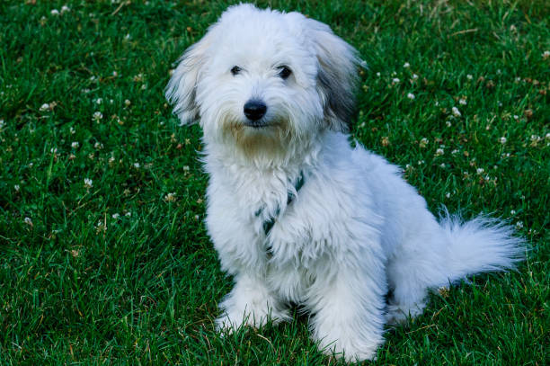 Close-up of Small White Dog Playing in Grassy Area Close-up of small white puppy dog playing in grassy area. coton de tulear stock pictures, royalty-free photos & images