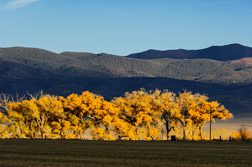 Late afternoon shot of a line of high desert trees, highlighting the fall colors.\n\nTaken near Bridgeport, California, USA.