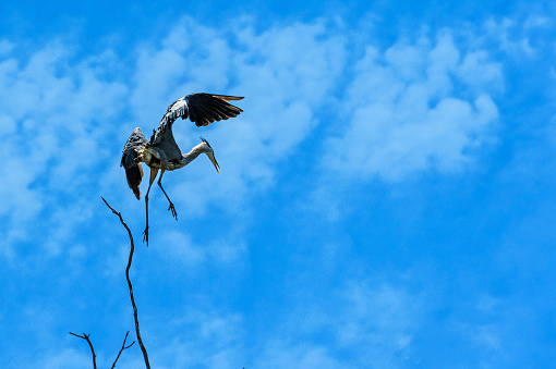 Great Blue heron flying above it's treetop nesting area. near the Elkhorn Slough.\n\nTaken at Elkhorn Slough, California, USA
