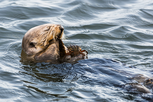 Wild sea otter (Enhydra lutris) feasting on a crustacean caught on the ocean floor.\n\nTaken in Moss Landing, California. USA