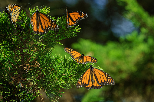 Newly emerged Monarch butterfly (Danaus plexippus) feeding on tropical milkweed flowers