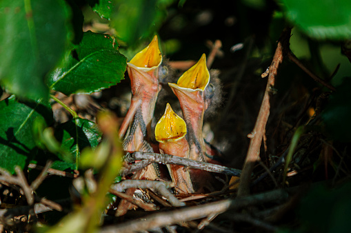 Close-up of three hungry robin chicks, in hidden nesting area.

Taken in Santa Cruz, California. USA