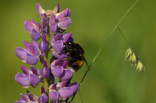 A bumblebee sitting on a purple lupine flower