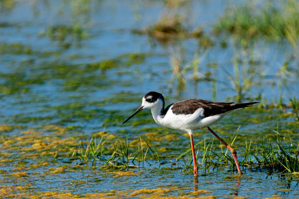 istock Black-winged Stilt Foraging in Freshwater Marsh 1529111275