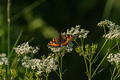 Aglais urticae butterfly sits on flower of Aegopodium podagraria