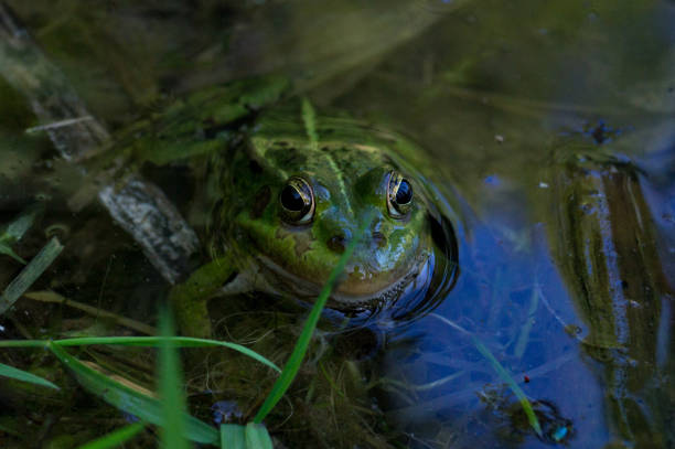 istock A frog (Pelophylax ridibundus) sits in shallow swamp water 1529116396