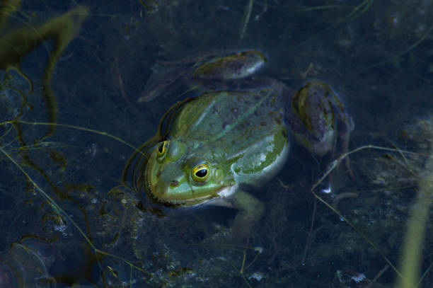 A frog (possibly Pelophylax ridibundus) swims in shallow swamp water