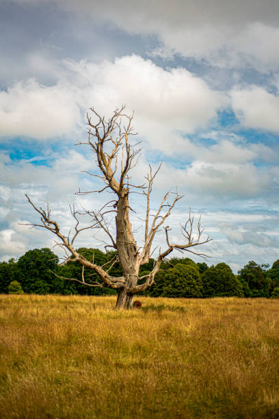 Two old English oak trees in July, with a small path leading into the wood in the background.
