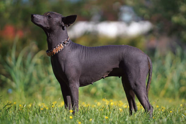 istock Obedient Xoloitzcuintle (Mexican hairless dog) with a paracord collar posing outdoors standing on a green grass with yellow flowers in summer 1529126987