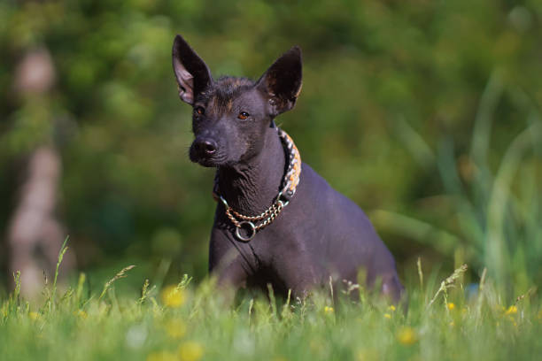 istock Obedient Xoloitzcuintle (Mexican hairless dog) with a paracord collar posing outdoors lying down on a green grass with yellow flowers in summer 1529127900