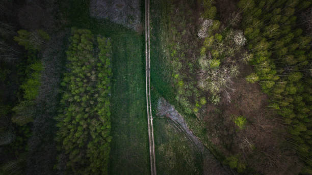 istock Aerial view of forest, Poland 1529128496