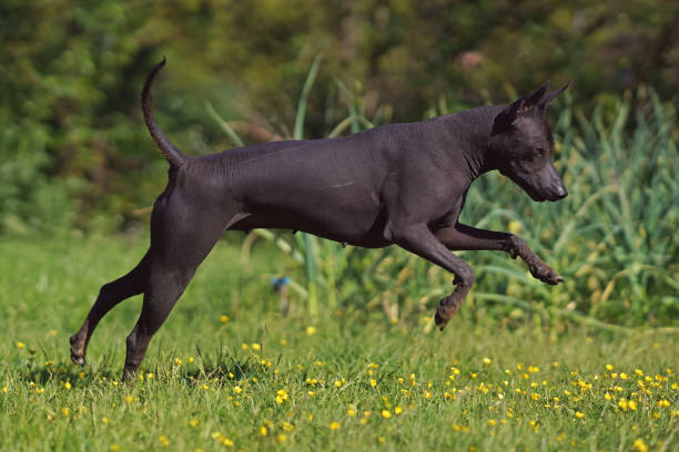 istock Active Xoloitzcuintle (Mexican hairless dog) posing outdoors running on a green grass with yellow flowers in summer 1529128920