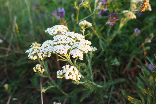 Achillea millefolium, yarrow or common yarrow, is a flowering plant in the family Asteraceae. Old mans pepper, devils nettle, sanguinary, milfoil, soldier's woundwort and thousand seal. White flower