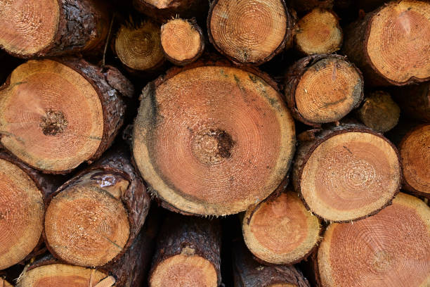 istock Lumber stored in a lumber yard 1529167251