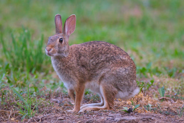 istock Cottontail on the Move 1529216063