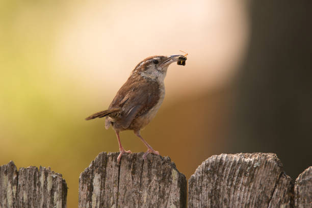 A Caroline Wren prepares to eat an insect it has caught in its beak.