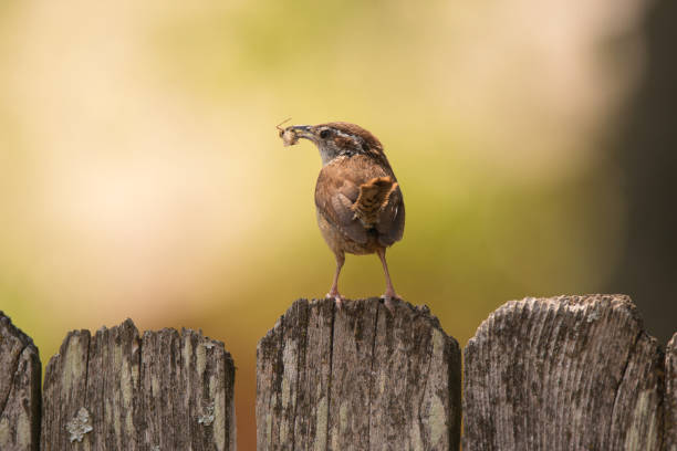 A Carolina Wren stands on a wooden fence picket with an insect in its beak.